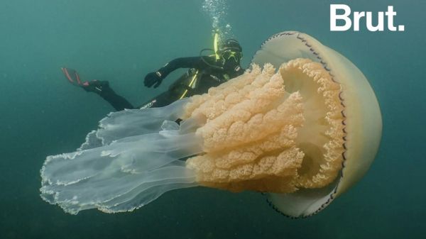VIDEO. Une méduse géante observée dans la Manche