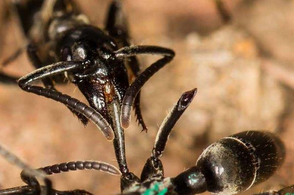 Des fourmis viennent au secours de leurs blessés