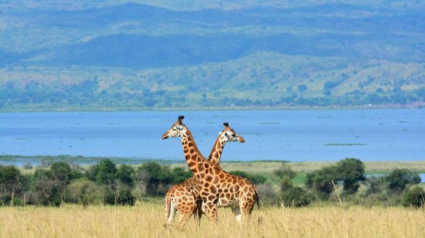 Afrique : la girafe, une espèce en danger