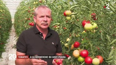Consommation : pourquoi les tomates n'ont-elles plus de goût ?
