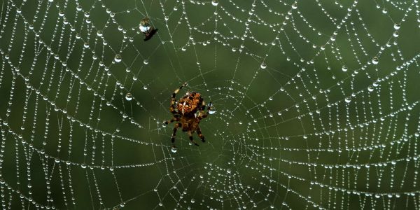 Christine Rollard : « La peur des araignées n'est pas ancestrale mais culturelle »