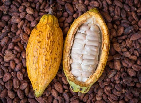 Ouattara tiendra-t-il sa promesse sur le cacao ?
