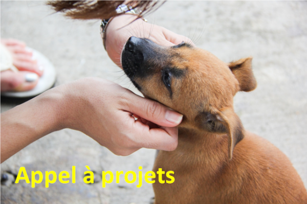 Envoyez vos projets pour lutter contre l'errance animale