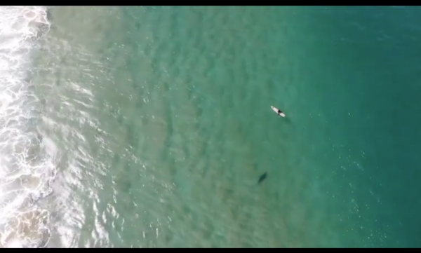 Vidéo : un drone alerte un surfeur de la présence d'un requin