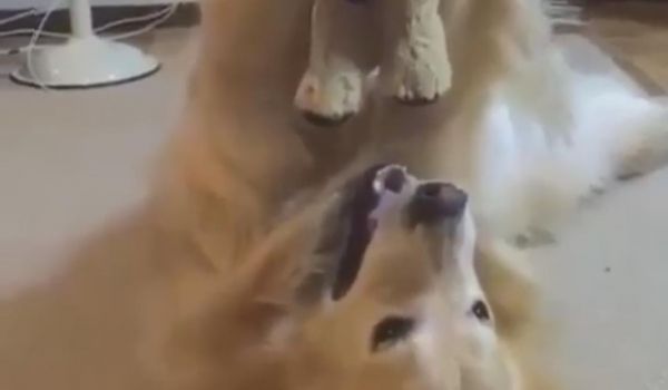 La vidéo de ce chien jouant joyeusement avec son peluche est un pur bonheur