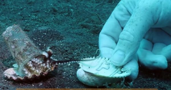Un plongeur convainc un bébé poulpe de lâcher son verre plastique en échange d'un coquillage