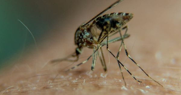 Caluire-et-Cuire: un deuxième cas de dengue autochtone identifié