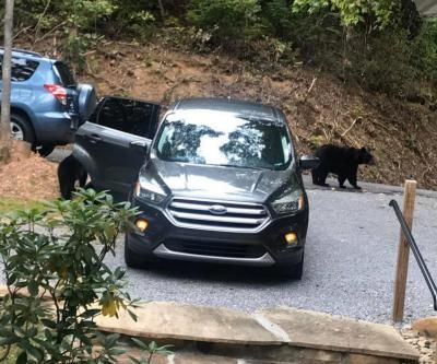 Des ours ouvrent la porte d'une voiture SUV non verrouillée et volent… un paquet de chewing-gum !