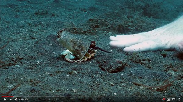 Video : Un plongeur convainc un bébé pieuvre de quitter son gobelet en plastique