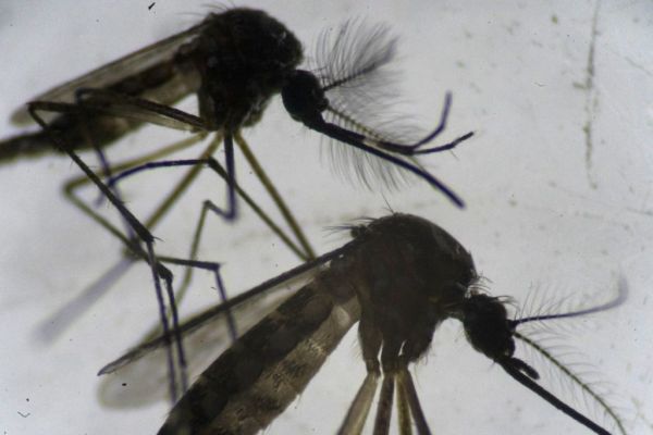 Un cas de transmission de la dengue par voie sexuelle