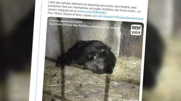 Captivité animale : l'ours Micha est mort