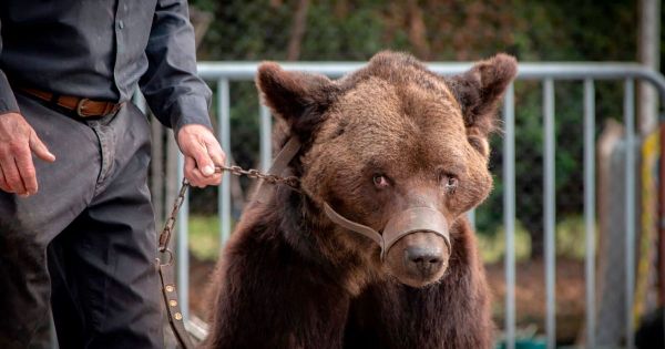 L'ex-ours de cirque Mischa est mort