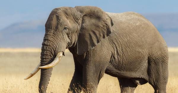 L'éléphant d'Afrique menacé d'extinction: il pourrait disparaître d'ici 2040