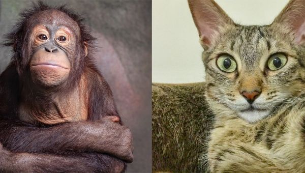 BD - Qui du chat ou du singe est le plus expressif ? La réponse surprenante de Marion Montaigne