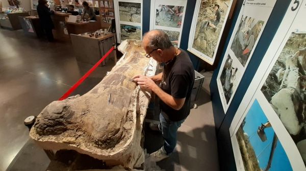 Un fémur de dinosaure vieux de 140 millions d'années exposé au musée d'Angoulême