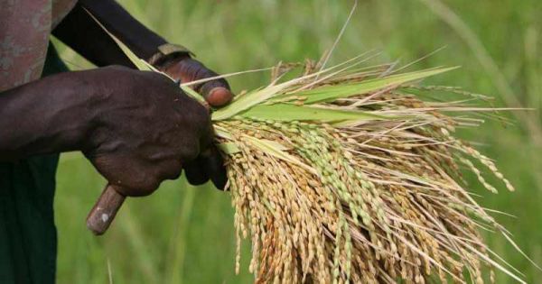 La Côte d'Ivoire proche de l'autosuffisance en riz: Une production passée de 500 mille à 1,5 million de tonnes