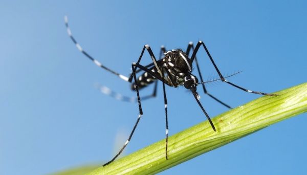 Six cas de dengue diagnostiqués à La Réunion