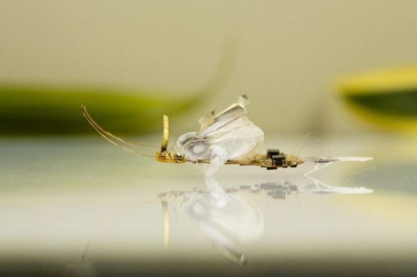 L'EPFL dévoile DEANsect, son robot-insecte ultrafin