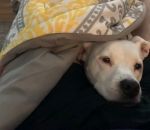 Un chien sous une couverture est content de voir son maitre