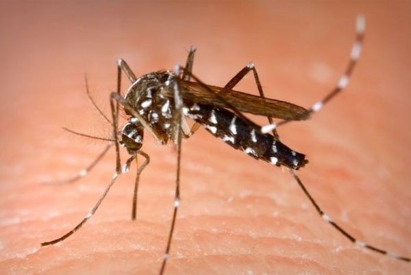 Dengue : le nombre de cas a diminué fin 2019, 3 foyers restent actifs