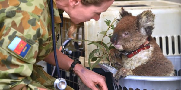 Record de dons pour l'Australie et les koalas : "pour soigner et chercher les animaux blessés"
