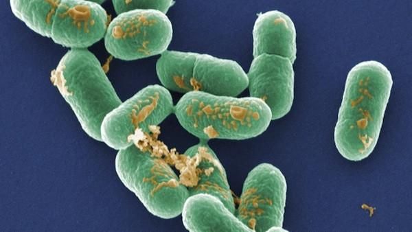Bactéries résistantes : l'OMS alerte sur le manque de nouveaux antibiotiques
