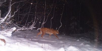 Une enquête ouverte après l'abattage d'un lynx à Fellering