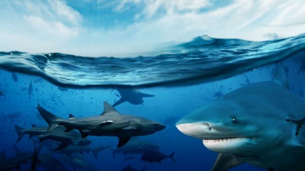 QUIZ : Connaissez-vous vraiment les requins ?