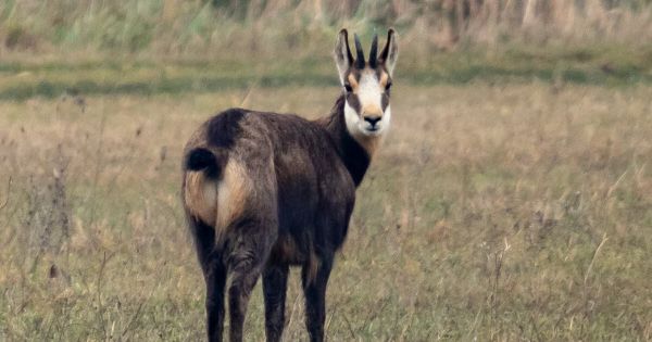 Monteux : un chamois photographié dans la plaine !