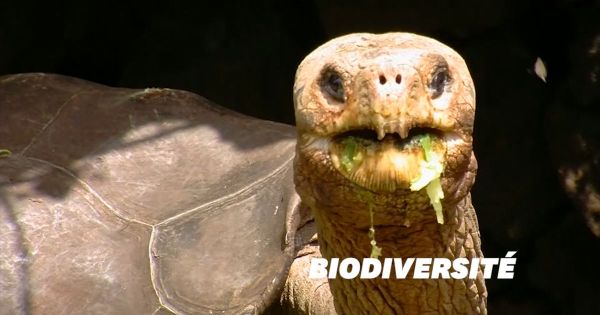 30 tortues géantes issues d'espèces disparues découvertes aux îles Galapagos