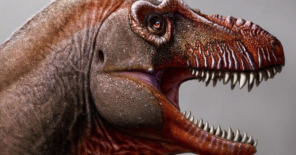 Un lointain cousin du T-Rex découvert en Alberta