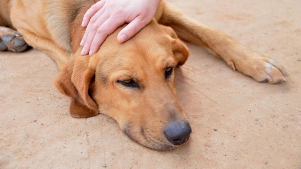 Température corporelle du chien : comment la mesurer et l’interpréter