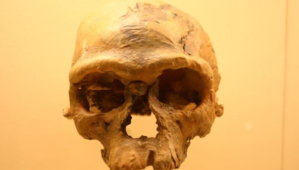 Que sont ces « ancêtres fantômes » de l'humanité découverts dans de l’ADN moderne ?