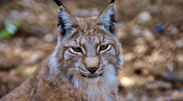 Seine-Maritime : Un lynx a été aperçu en liberté