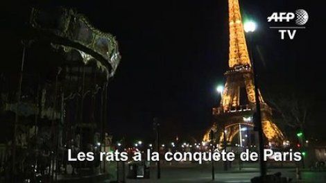 A Paris, les rats des villes entrent dans la campagne des municipales