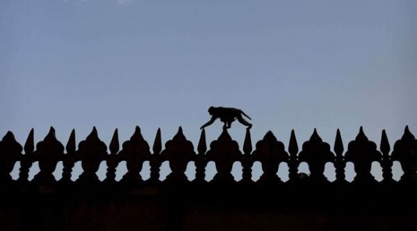 Inde : Donald Trump sera protégé des attaques de singes pendant sa visite du Taj Mahal