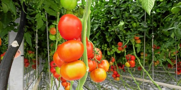 Virus de la tomate : la filière est très inquiète