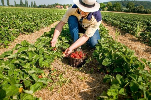 Confinement : la filière agricole recherche 200 000 volontaires pour travailler dans les champs
