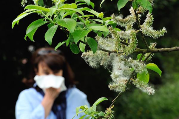 Covid-19 et allergie aux pollens : puis-je prendre mon traitement ?
