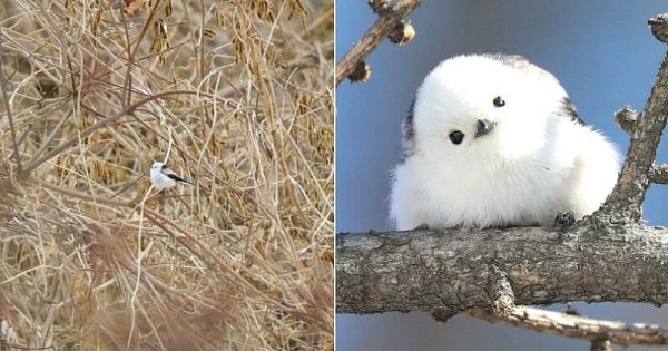Au Japon, cet oiseau minuscule ressemble à une boule de coton