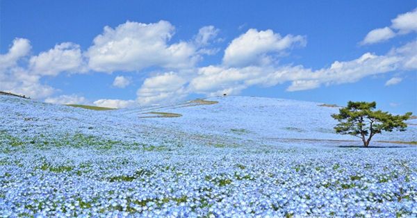 Des millions de fleurs bleues illuminent ce parc japonais : un spectacle magique (9 photos)