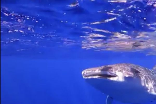 Un requin-baleine observé par Globice au large de La Réunion