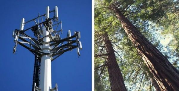 Des études montrent que les tours de téléphonie mobile causent des dommages importants aux arbres et à la santé humaine (Phillipschneider.com)