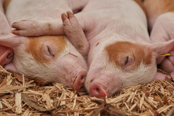 Quelle est la différence entre porc et cochon ?