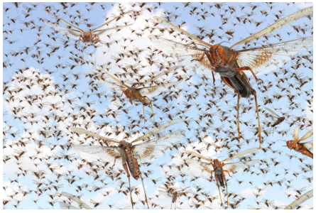Un plaidoyer en faveur de la technologie du forçage génétique pour contrôler génétiquement des insectes comme les moustiques et les criquets