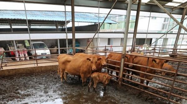 Corée du Sud: Des dizaines de vaches coincées sur les toits après de fortes inondations