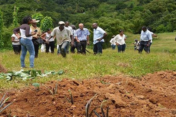 5420 exploitations en Martinique sont concernées par le recensement  agricole