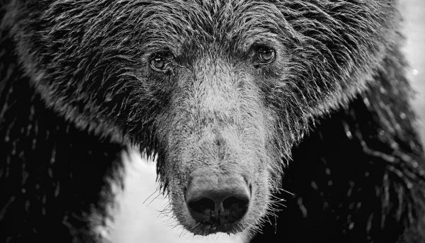 En Alaska, une ourse sauvage connue des observateurs... abattue par un chasseur !