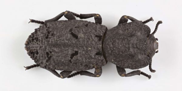 Le mystère de la cuirasse du scarabée diabolique percé