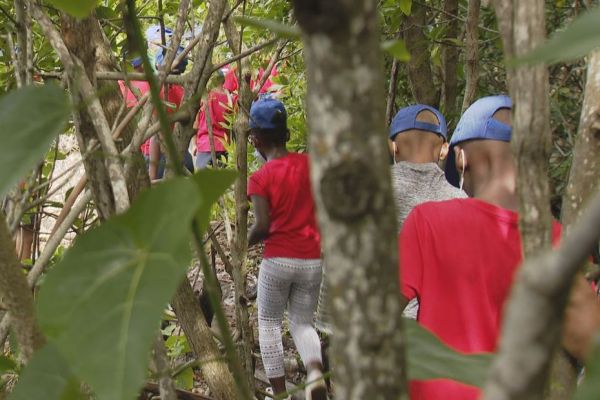 Sortie ludique et pédagogique dans la mangrove pour 25 jeunes d'un centre de loisirs de Fort-de-France